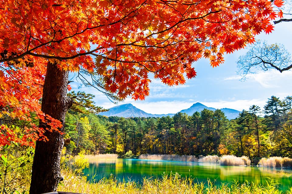 Goshikinuma Ponds in fukushima, Japan - A collection of volcanic ponds displaying mystical colors ranging from emerald green to cobalt blue, created by Mt. Bandai's 1888 eruption in the beautiful highland of Urabandai.