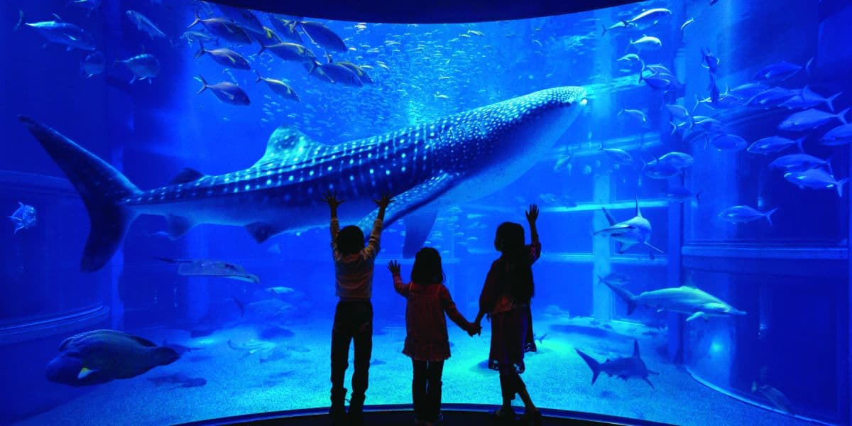Osaka Aquarium Kaiyukan