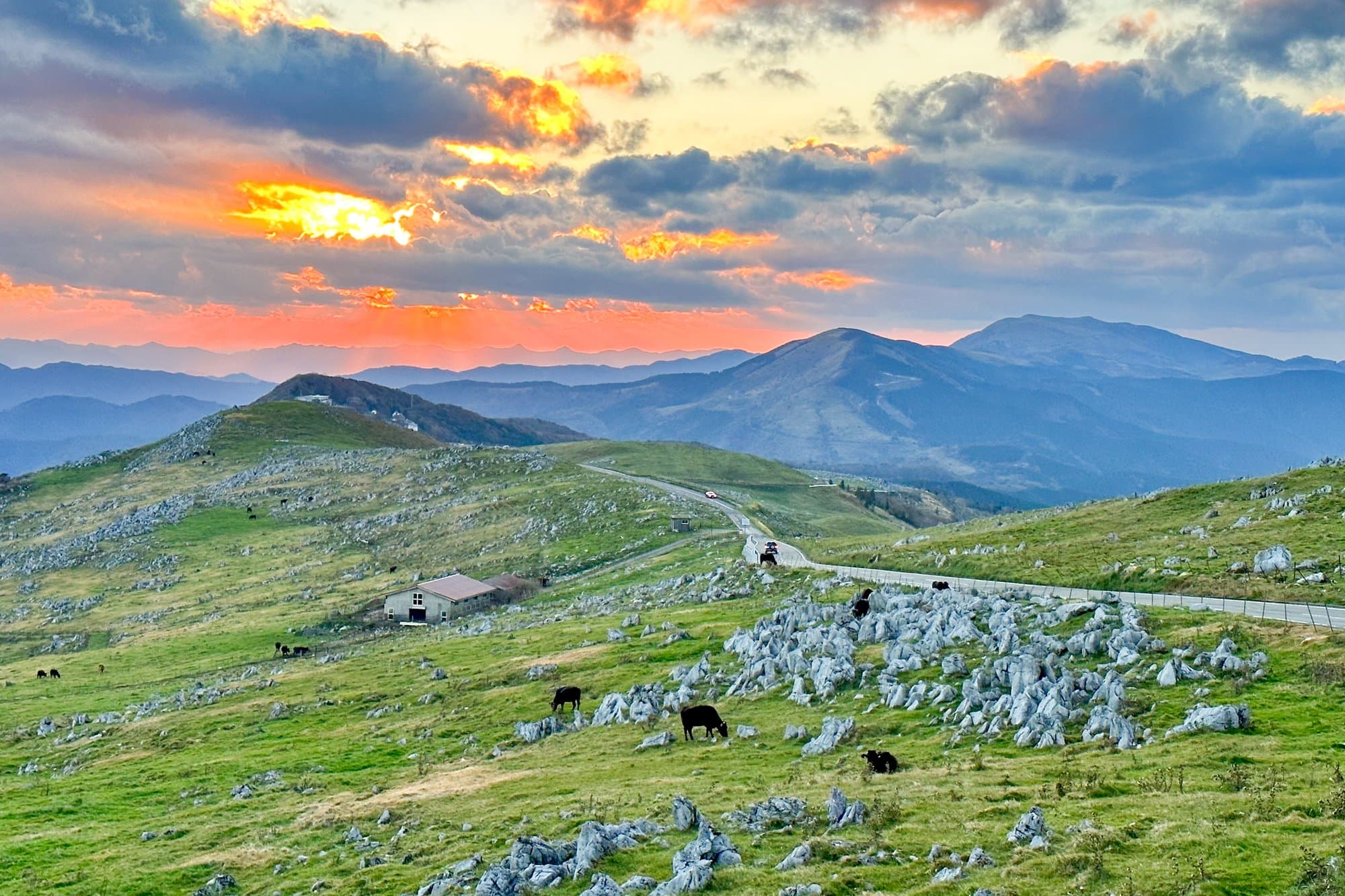 Shikoku Karst Plateau in ehime, Japan - Spectacular highland plateau at 1,400m elevation with limestone formations, grazing cattle, and panoramic mountain vistas creating a landscape reminiscent of the Swiss Alps.