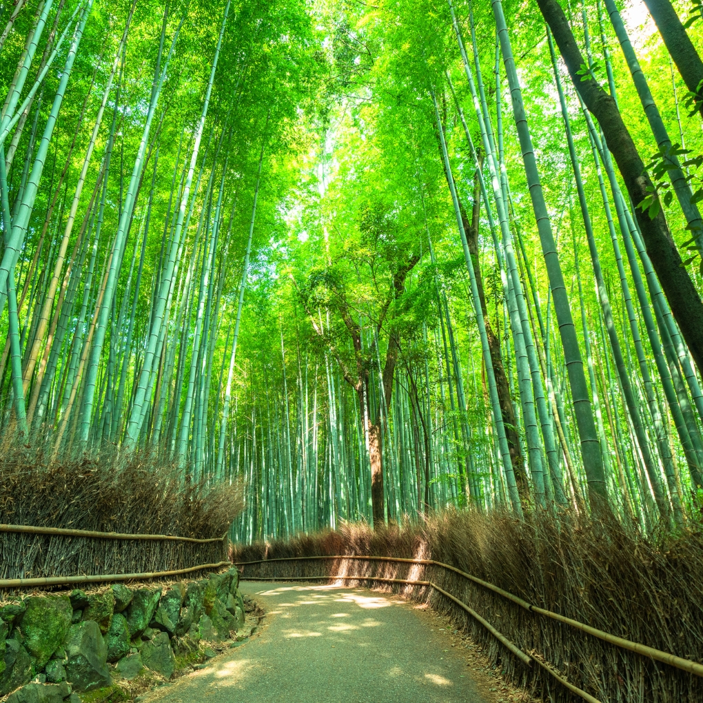 Arashiyama Bamboo Grove in kyoto, Japan - An ethereal pathway through towering bamboo stalks creating a serene, otherworldly atmosphere, one of Kyoto's most iconic and photographed natural landscapes.