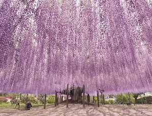 Ashikaga Flower Park in tochigi, Japan - A spectacular floral theme park featuring the world-famous Great Wisteria, seasonal flower displays, and Japan's largest winter illumination creating a flower fantasy throughout the year.