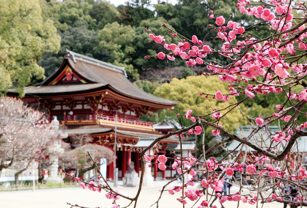 Dazaifu Tenmangu Shrine in fukuoka, Japan - One of Japan's most important Tenmangu shrines, dedicated to the deity of learning and scholarship, attracting millions of students seeking academic success.