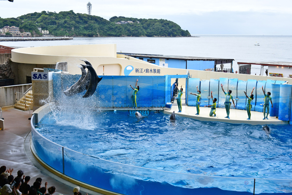 Enoshima Aquarium in kanagawa, Japan - A modern seaside aquarium featuring massive ocean tanks, jellyfish displays, dolphin and sea lion shows, and stunning views of Mount Fuji across Sagami Bay.
