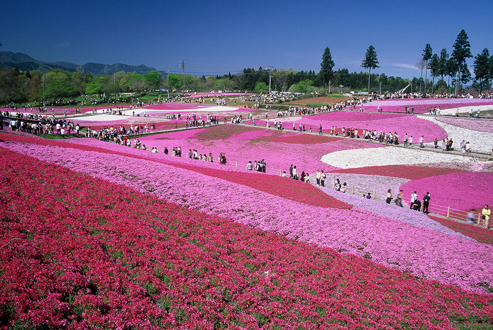 Hitsujiyama Park (Shibazakura) in saitama, Japan - A hillside park famous for spectacular spring displays of 400,000 shibazakura (moss phlox) creating pink, white, and purple flower carpets with mountain views as backdrop.
