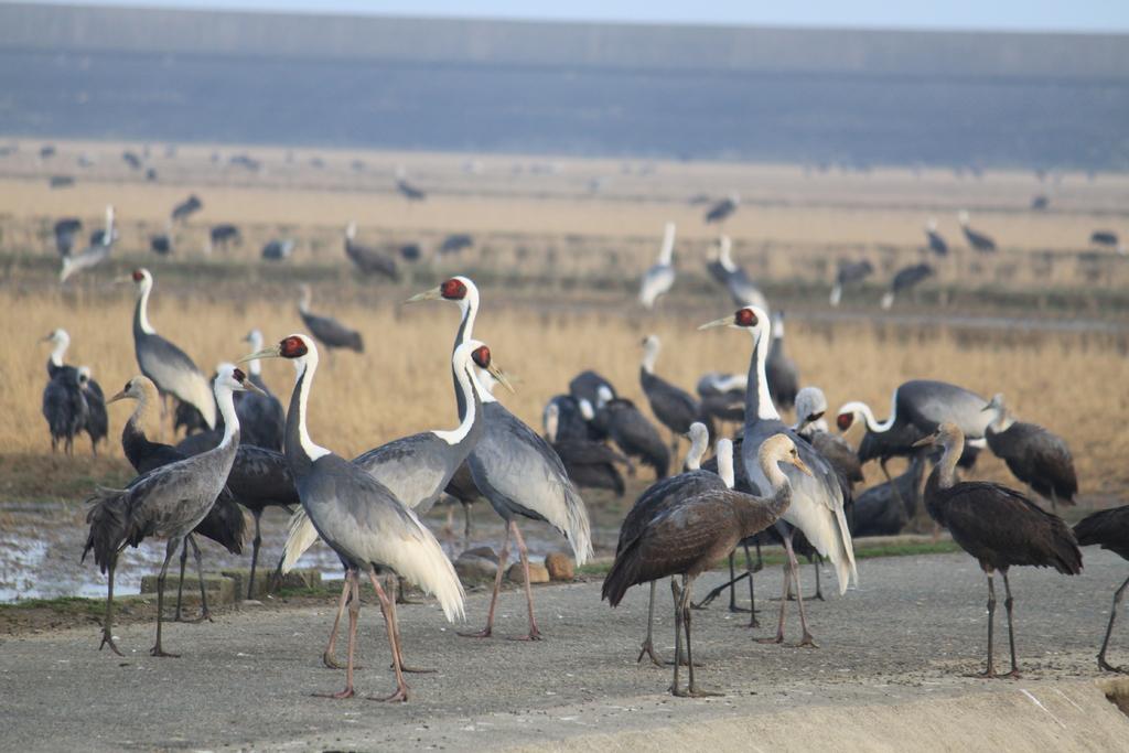 Izumi Crane Observation Center in kagoshima, Japan - Japan's premier crane wintering site where over 10,000 migratory cranes gather annually in the Izumi Plain, offering spectacular wildlife viewing from November to March.