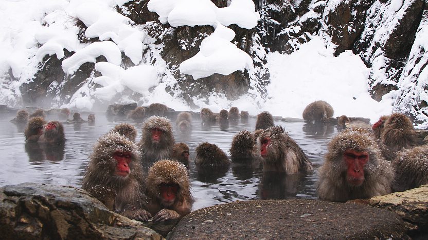 Jigokudani Snow Monkey Park in nagano, Japan - World-famous for its wild Japanese macaques that bathe in natural hot spring pools during winter. These snow monkeys in their steamy baths against a snowy backdrop have become one of Japan's most iconic wildlife scenes.