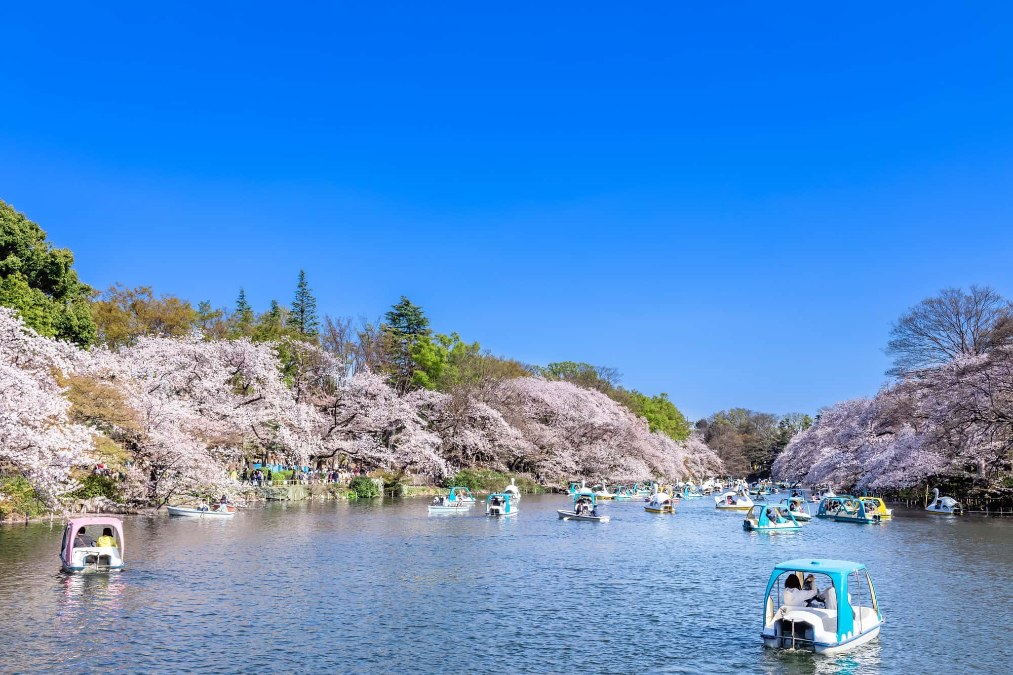 Kichijoji & Inokashira Park in tokyo, Japan - Tokyo's most livable neighborhood combining a beautiful cherry blossom park with urban shopping, dining, and the nearby Ghibli Museum.