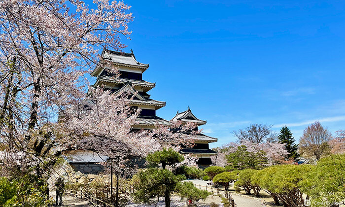 Matsumoto Castle in nagano, Japan - One of Japan's most beautiful original castles, featuring a striking black exterior that earned it the nickname 'Crow Castle.' This National Treasure exemplifies feudal-era castle architecture with its six-story main keep and defensive design.