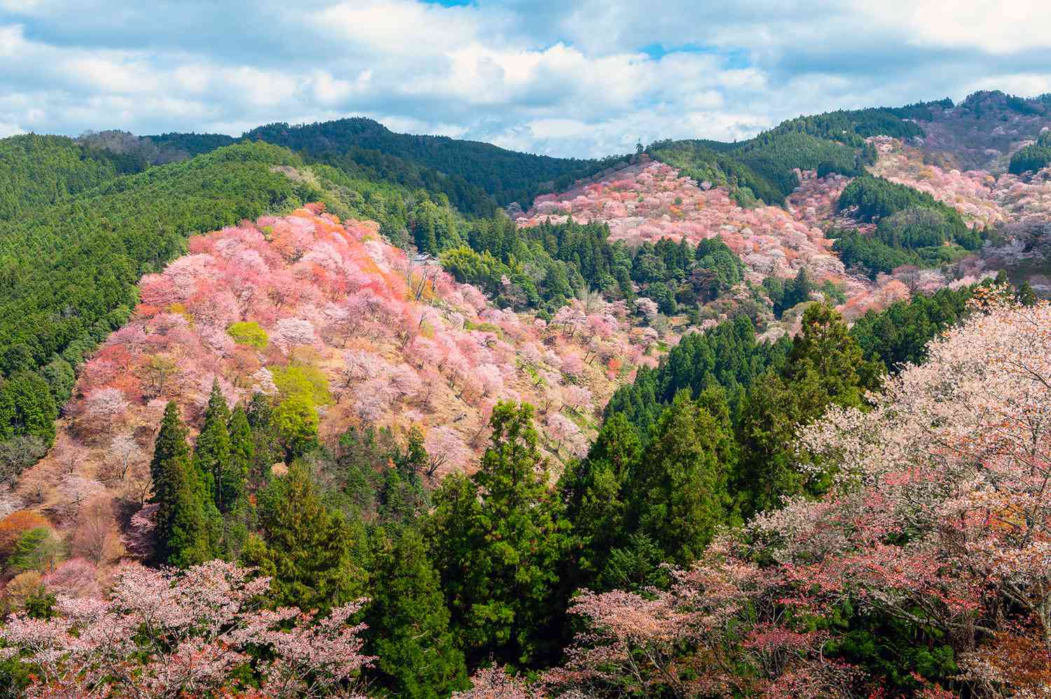 Mount Yoshino in nara, Japan - Japan's most famous cherry blossom viewing destination, featuring 30,000 cherry trees cascading down the mountain slopes in spectacular spring displays.